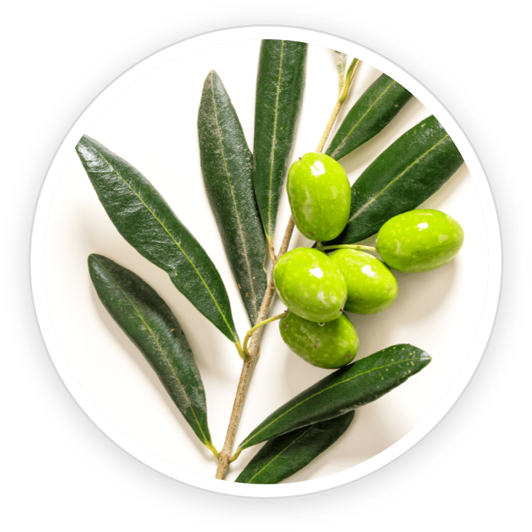 Oleuropein (from Olive Leaf Extract)