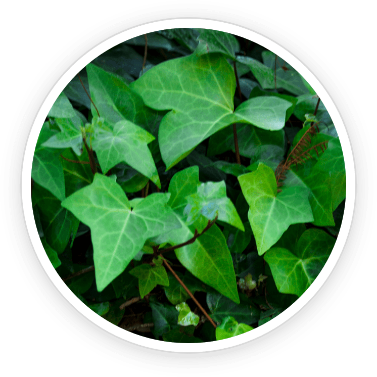 Ivy Extract