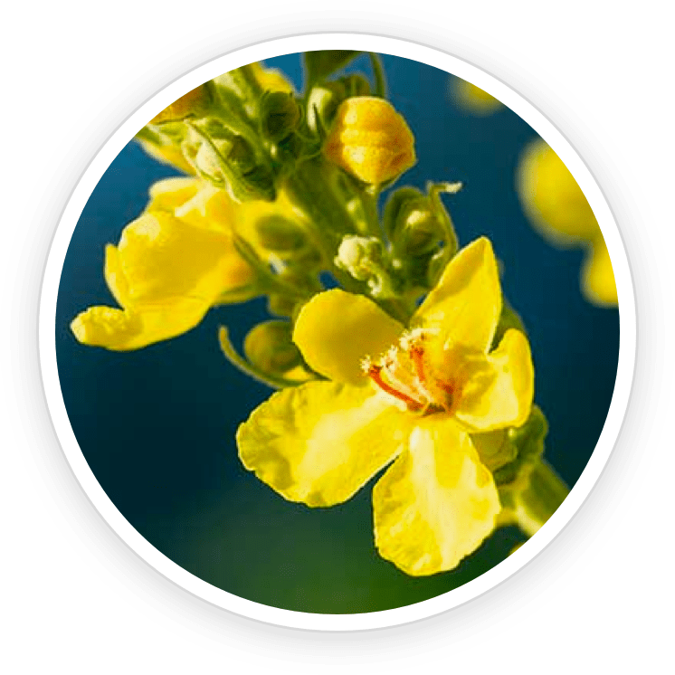 Mullein Extract