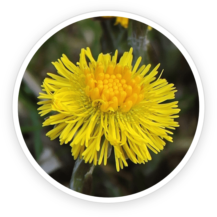 Coltsfoot Extract