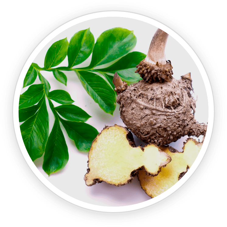 Glucomannan