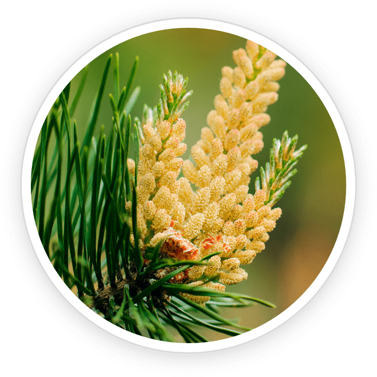 Pine Pollen Extract