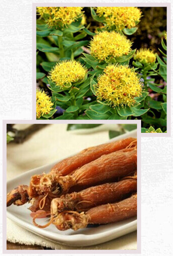 Rhodiola Rosea & Red Ginseng